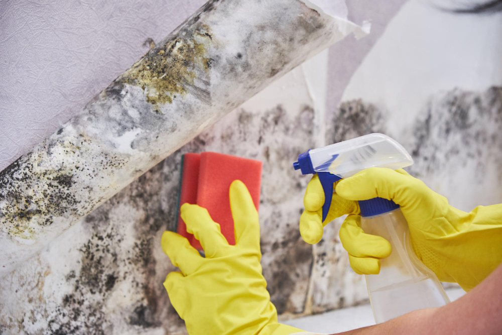 Gloved hands treating mould on a wall behind peeling wallpaper